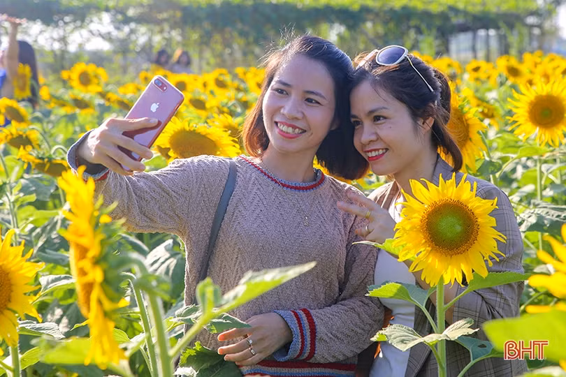 Hút hồn cánh đồng hoa hướng dương vàng rực ở vùng biển Hà Tĩnh