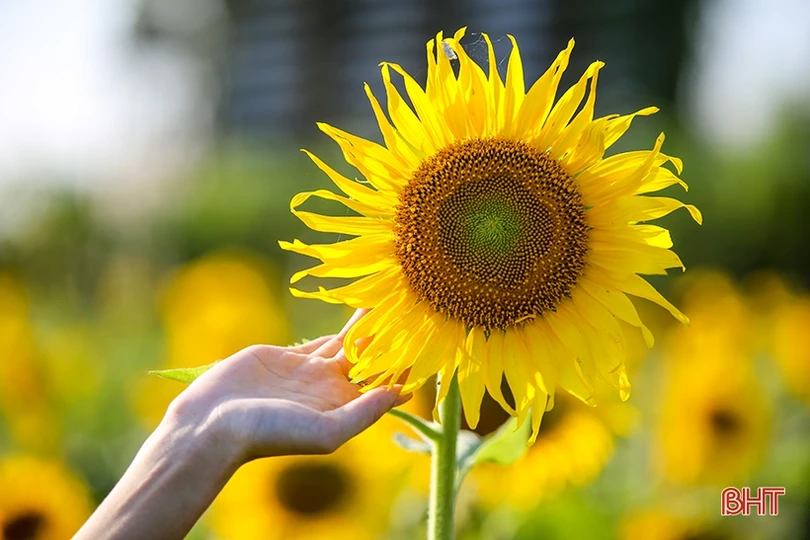 Hút hồn cánh đồng hoa hướng dương vàng rực ở vùng biển Hà Tĩnh