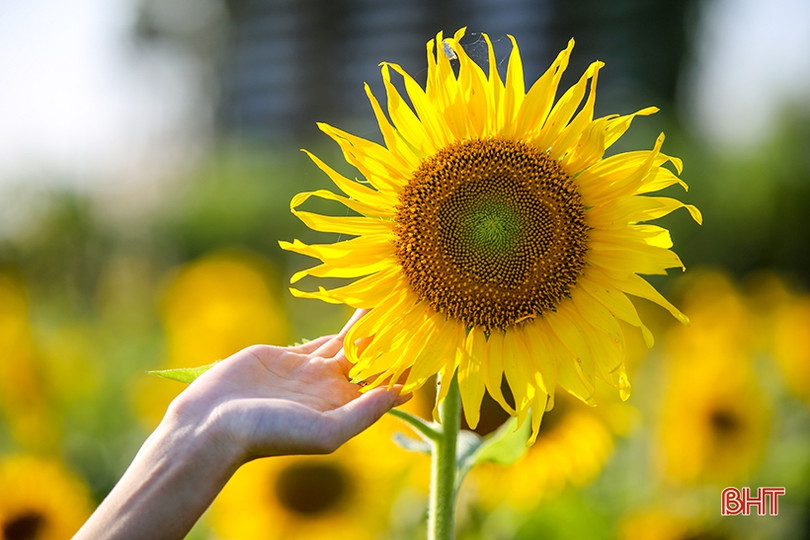 Hút hồn cánh đồng hoa hướng dương vàng rực ở vùng biển Hà Tĩnh