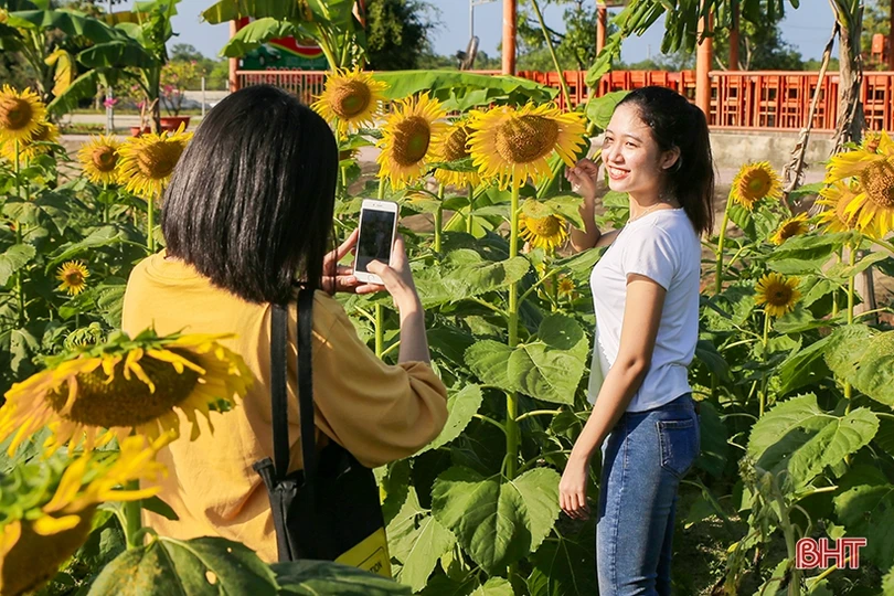 Hút hồn cánh đồng hoa hướng dương vàng rực ở vùng biển Hà Tĩnh