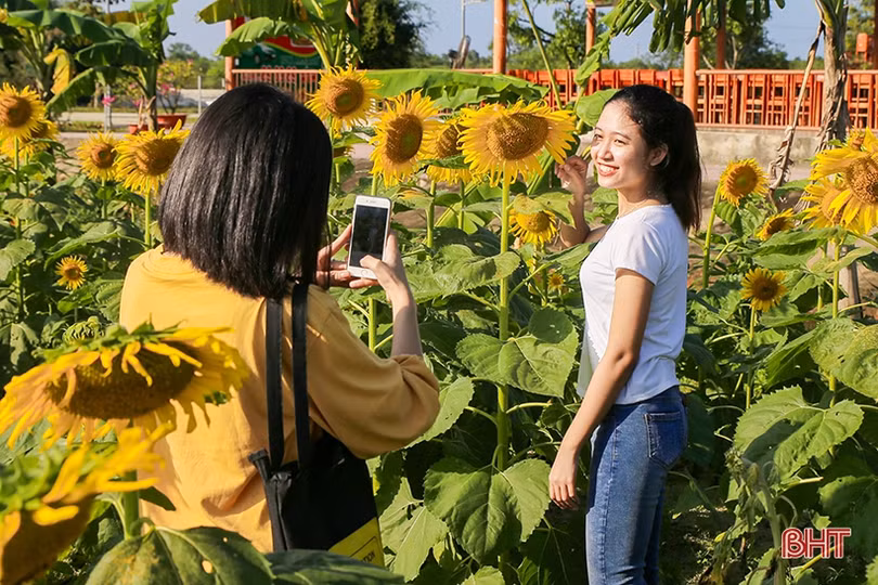 Hút hồn cánh đồng hoa hướng dương vàng rực ở vùng biển Hà Tĩnh