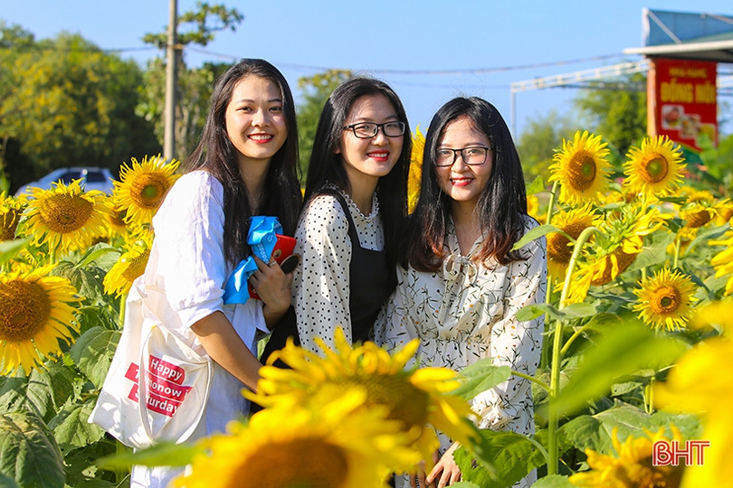 Hút hồn cánh đồng hoa hướng dương vàng rực ở vùng biển Hà Tĩnh