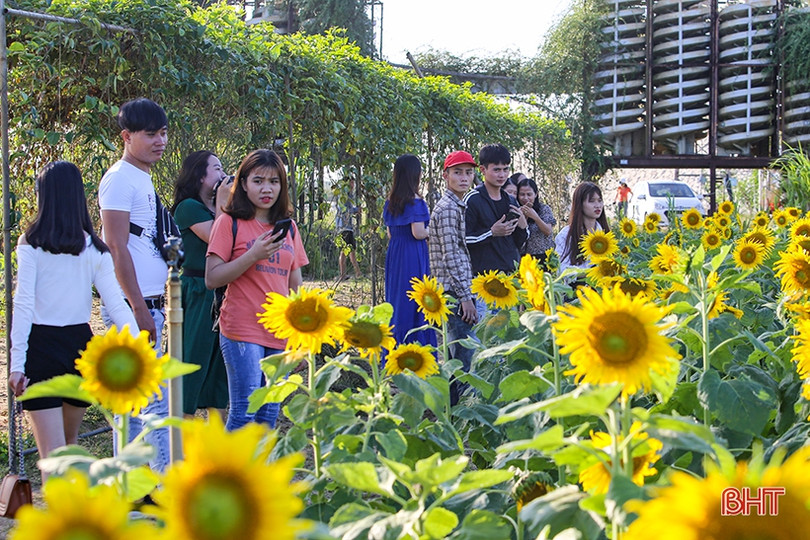 Hút hồn cánh đồng hoa hướng dương vàng rực ở vùng biển Hà Tĩnh