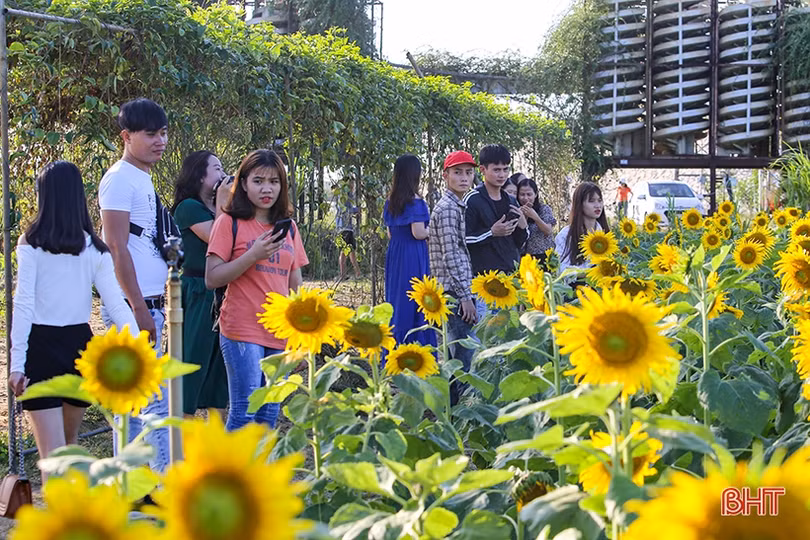 Hút hồn cánh đồng hoa hướng dương vàng rực ở vùng biển Hà Tĩnh