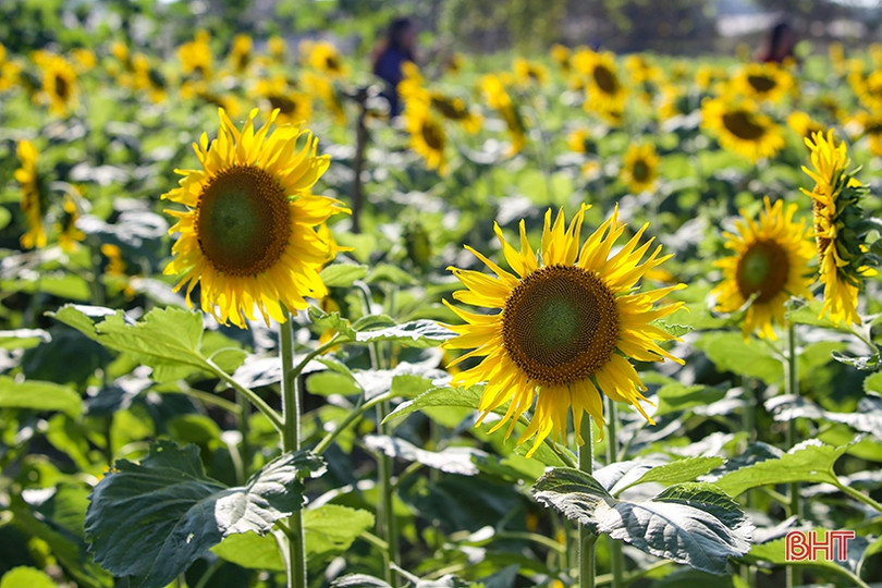 Hút hồn cánh đồng hoa hướng dương vàng rực ở vùng biển Hà Tĩnh