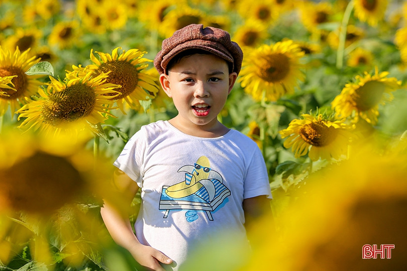 Hút hồn cánh đồng hoa hướng dương vàng rực ở vùng biển Hà Tĩnh