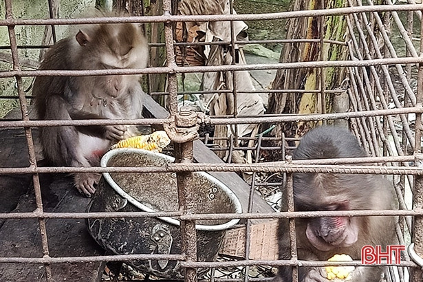 Thả 2 cá thể khỉ quý hiếm về Vườn Quốc gia Vũ Quang