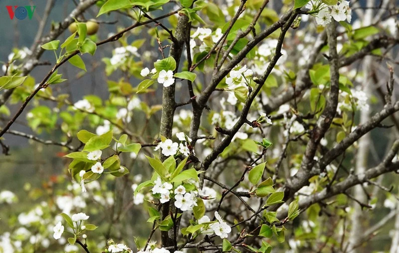 Mùa vàng hoa cải trên danh thắng ruộng bậc thang Mù Cang Chải