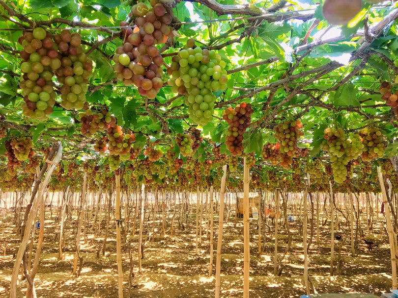 Đánh rơi nhịp tim ở Ninh Thuận trên cung đường ven biển miền Trung