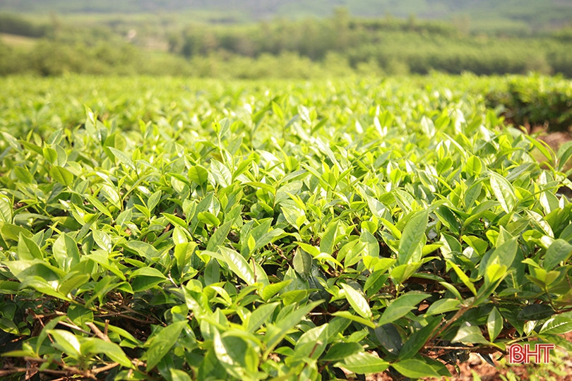 Cây chè Kỳ Anh bước vào mùa cho lộc
