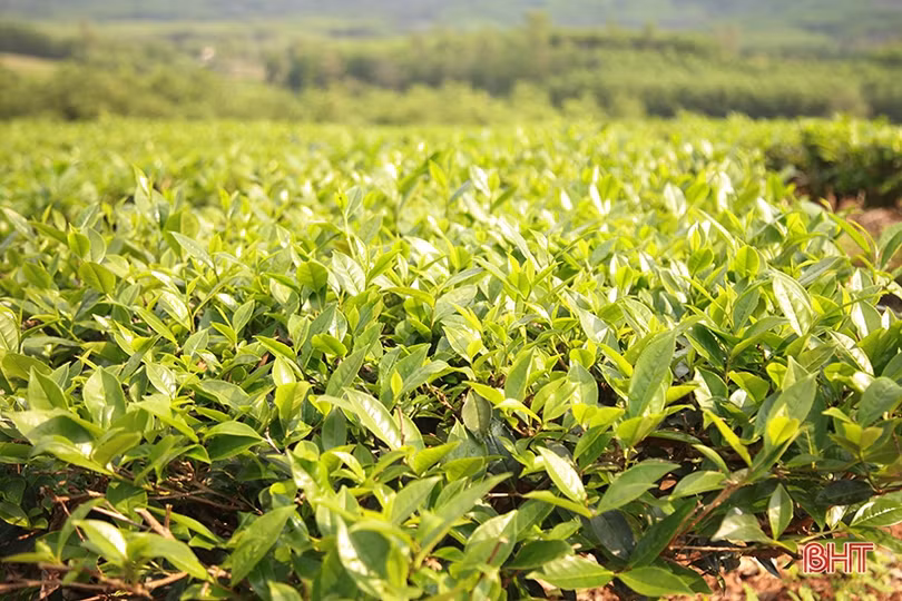 Cây chè Kỳ Anh bước vào mùa cho lộc