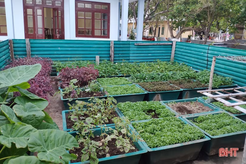 Mướt mắt những vườn rau tăng gia ở Trường Sa