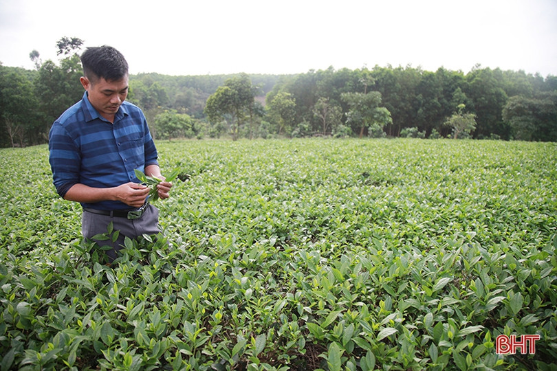 Cây chè Kỳ Anh bước vào mùa cho lộc
