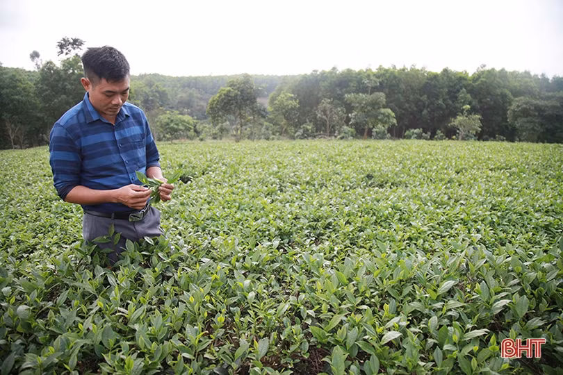 Cây chè Kỳ Anh bước vào mùa cho lộc