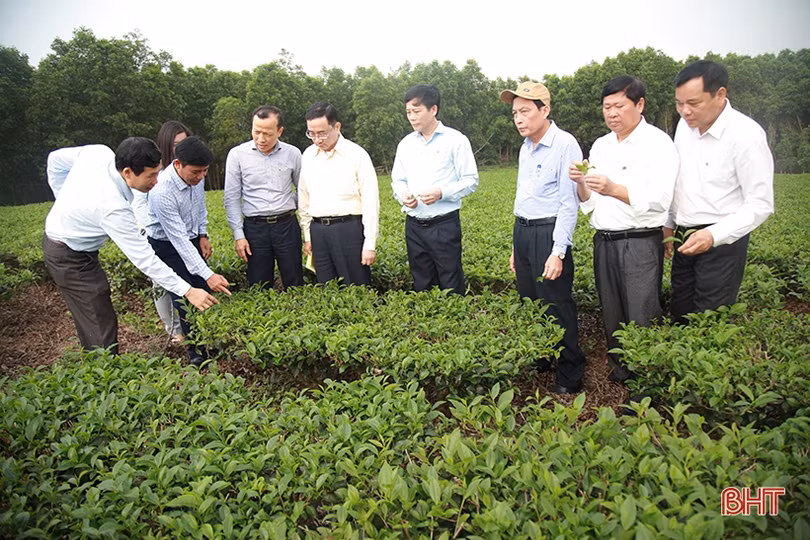 Kết nối nhà tài trợ Canada giúp người dân Kỳ Anh xây dựng vùng chè nguyên liệu