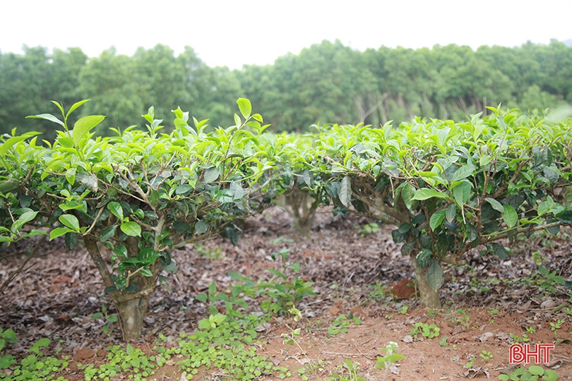 Cây chè Kỳ Anh bước vào mùa cho lộc