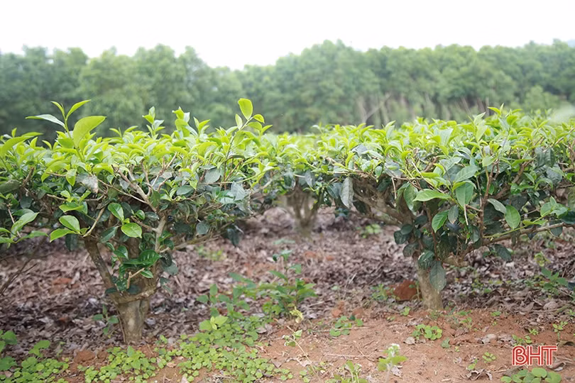 Cây chè Kỳ Anh bước vào mùa cho lộc