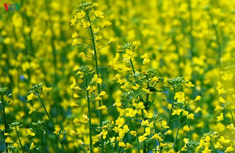 Mùa vàng hoa cải trên danh thắng ruộng bậc thang Mù Cang Chải