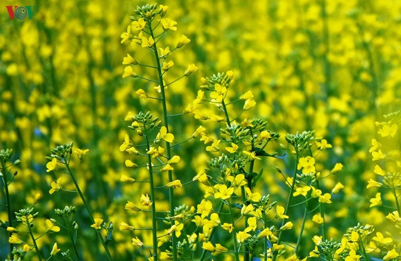 Mùa vàng hoa cải trên danh thắng ruộng bậc thang Mù Cang Chải