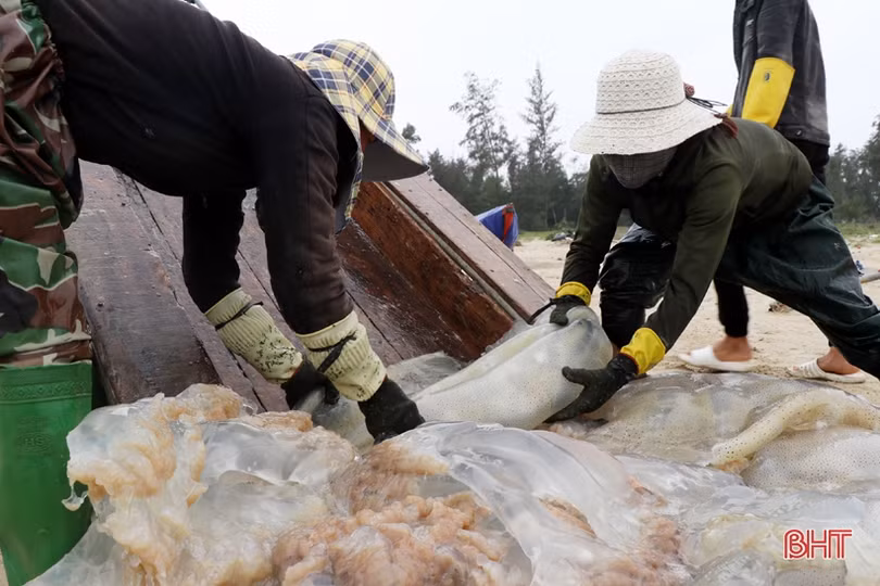 “Làng sứa lá dung” miền biển Hà Tĩnh rộn ràng vào mùa
