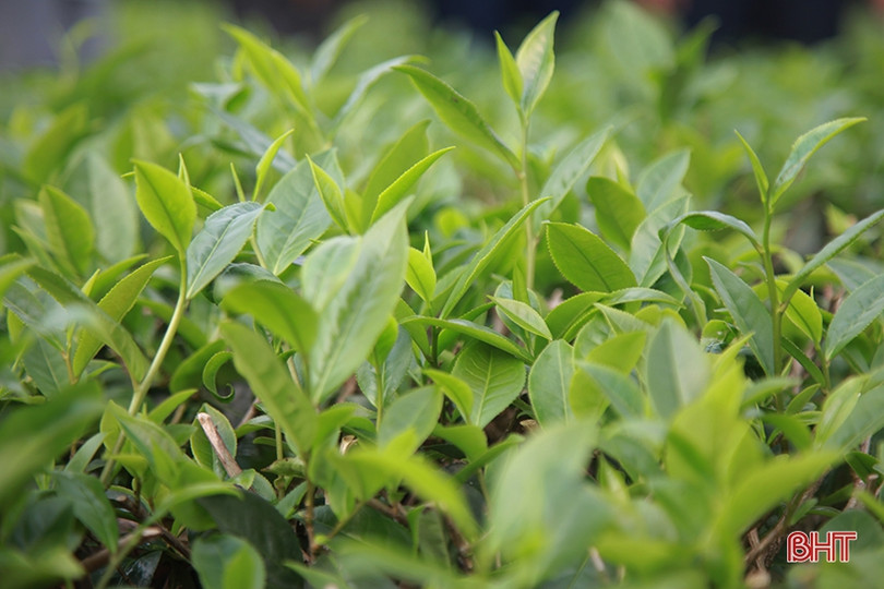 Cây chè Kỳ Anh bước vào mùa cho lộc