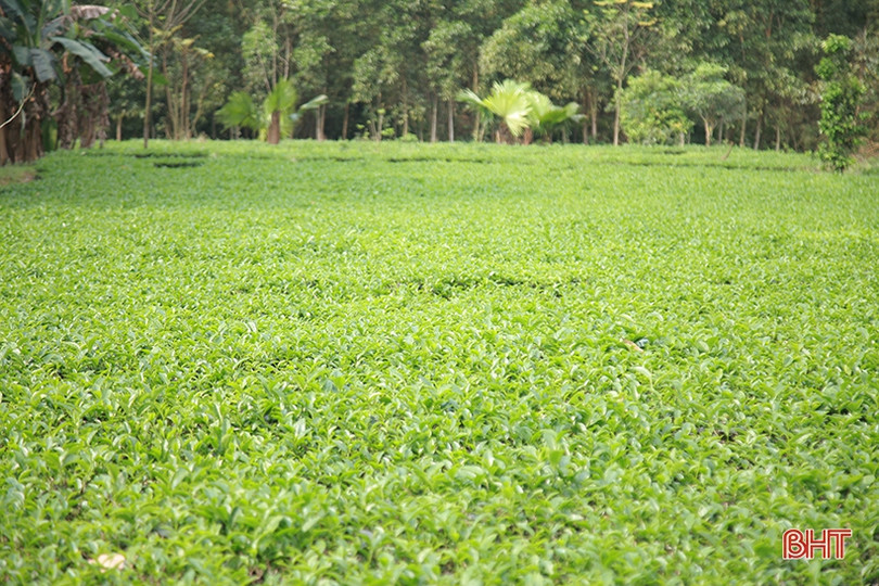 Cây chè Kỳ Anh bước vào mùa cho lộc