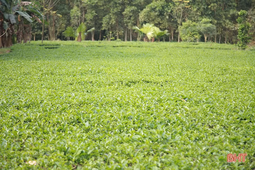 Cây chè Kỳ Anh bước vào mùa cho lộc
