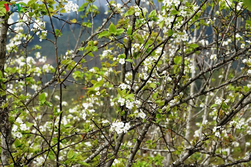 Mùa vàng hoa cải trên danh thắng ruộng bậc thang Mù Cang Chải