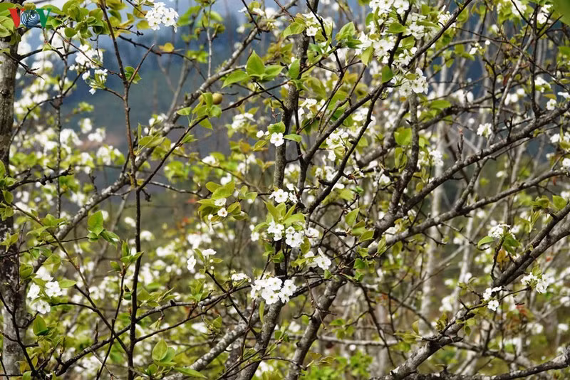 Mùa vàng hoa cải trên danh thắng ruộng bậc thang Mù Cang Chải