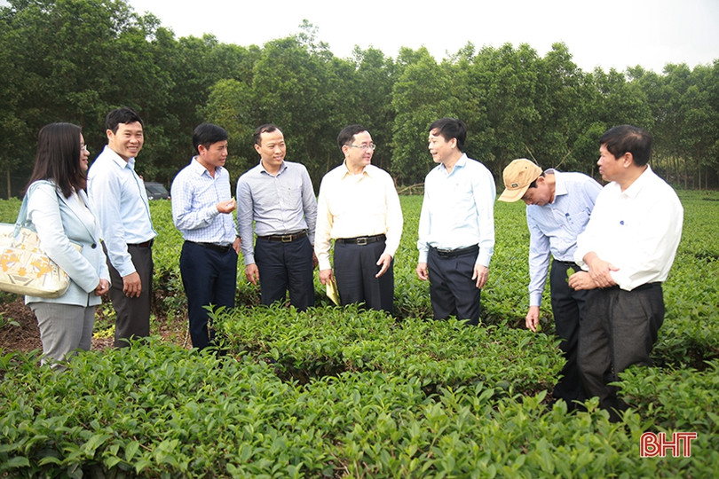 Kết nối nhà tài trợ Canada giúp người dân Kỳ Anh xây dựng vùng chè nguyên liệu