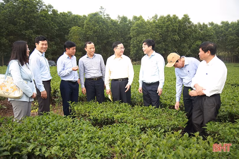 Kết nối nhà tài trợ Canada giúp người dân Kỳ Anh xây dựng vùng chè nguyên liệu