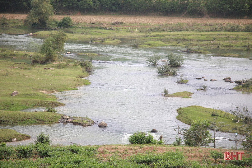 Cây chè Kỳ Anh bước vào mùa cho lộc