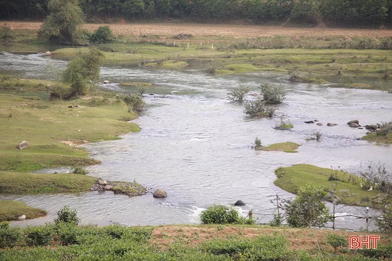 Cây chè Kỳ Anh bước vào mùa cho lộc