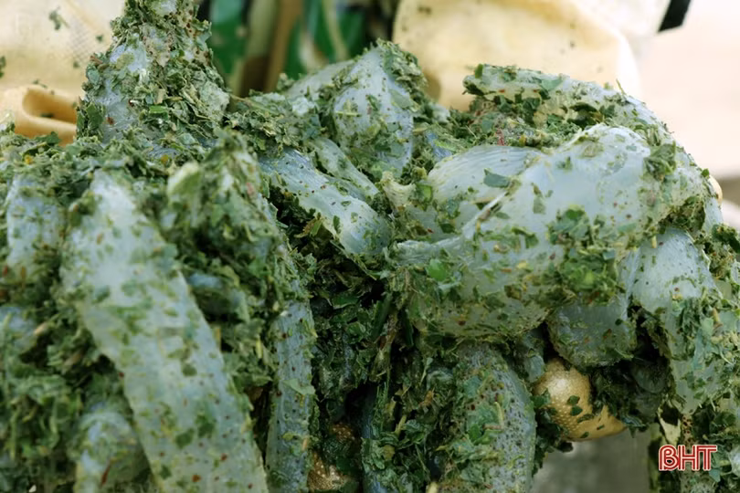 “Làng sứa lá dung” miền biển Hà Tĩnh rộn ràng vào mùa