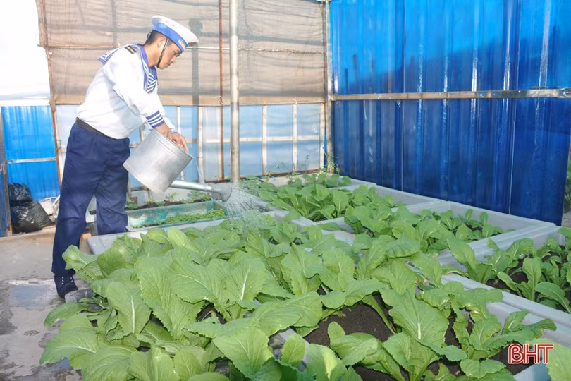 Mướt mắt những vườn rau tăng gia ở Trường Sa