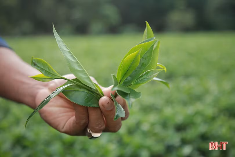 Cây chè Kỳ Anh bước vào mùa cho lộc