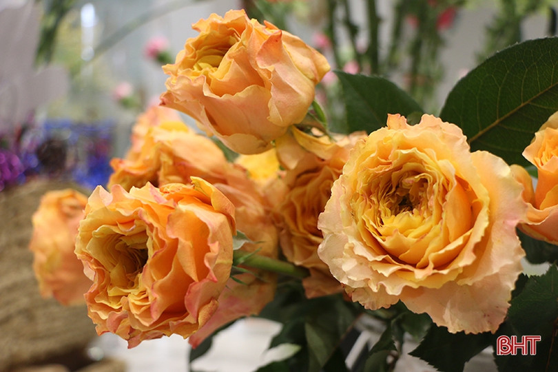 Hồng ngoại “hút khách” ngày Valentine