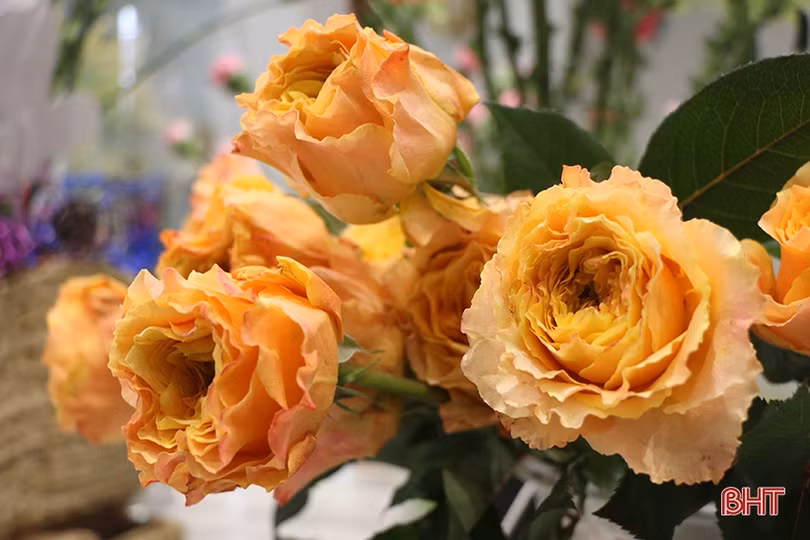 Hồng ngoại “hút khách” ngày Valentine