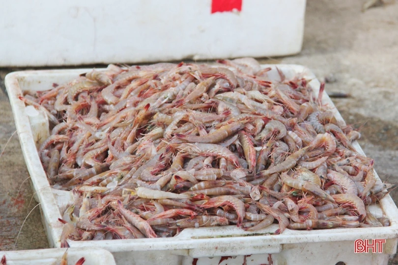 Chuyện ở làng chài đá Kỳ Xuân…