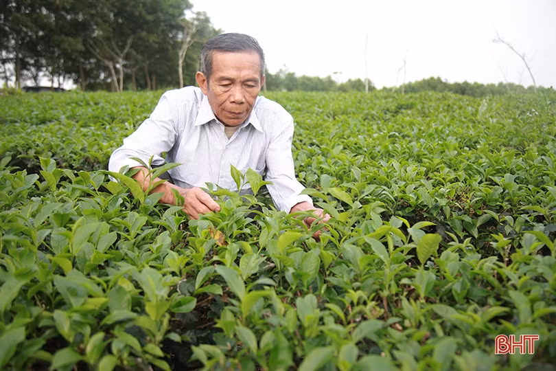 Cây chè Kỳ Anh bước vào mùa cho lộc