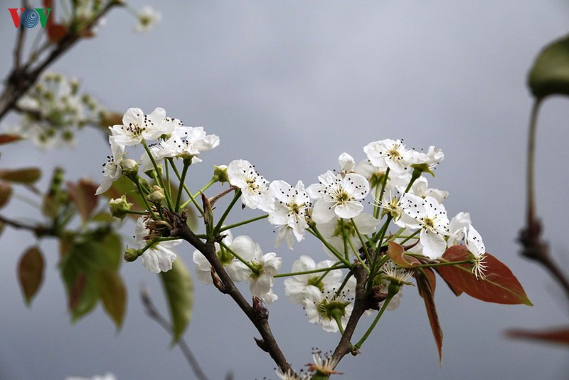 Mùa vàng hoa cải trên danh thắng ruộng bậc thang Mù Cang Chải