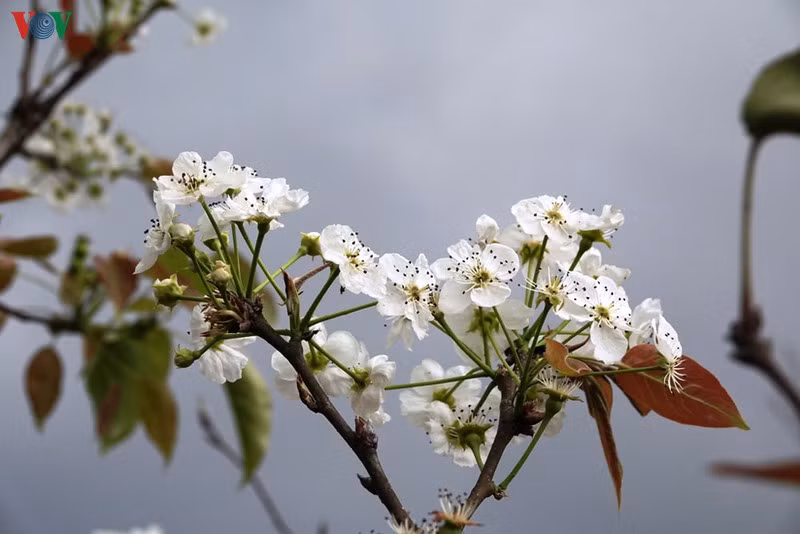 Mùa vàng hoa cải trên danh thắng ruộng bậc thang Mù Cang Chải