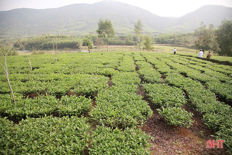 Cây chè Kỳ Anh bước vào mùa cho lộc
