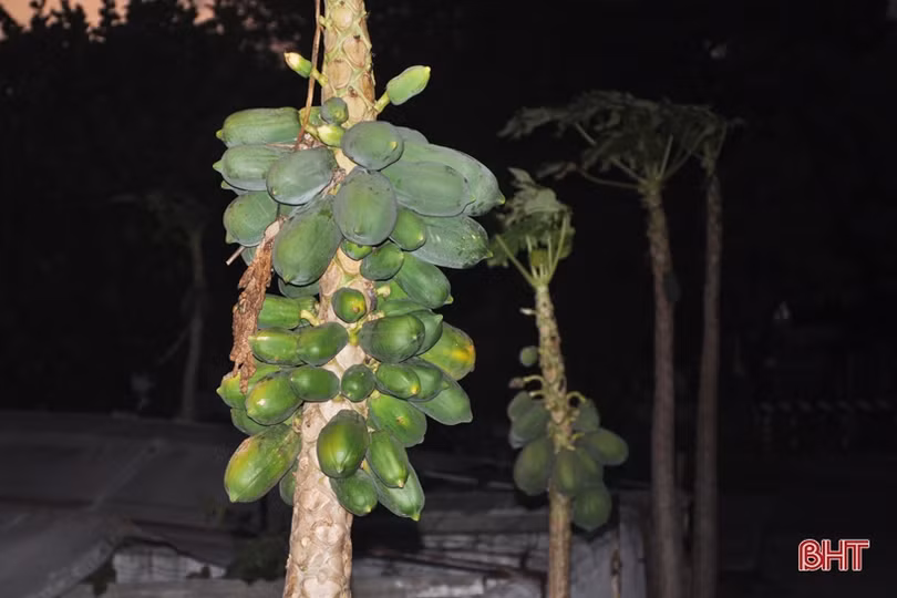 Mướt mắt những vườn rau tăng gia ở Trường Sa