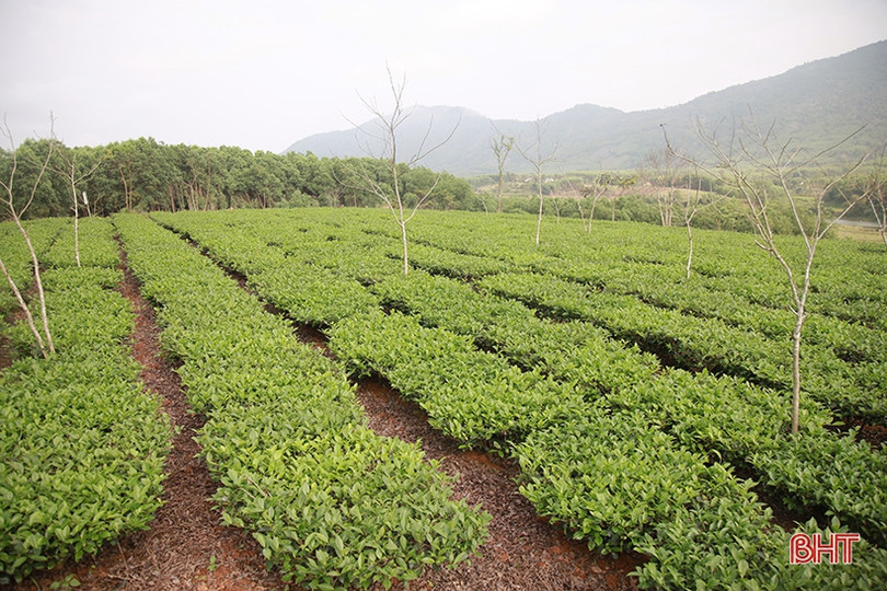 Kết nối nhà tài trợ Canada giúp người dân Kỳ Anh xây dựng vùng chè nguyên liệu