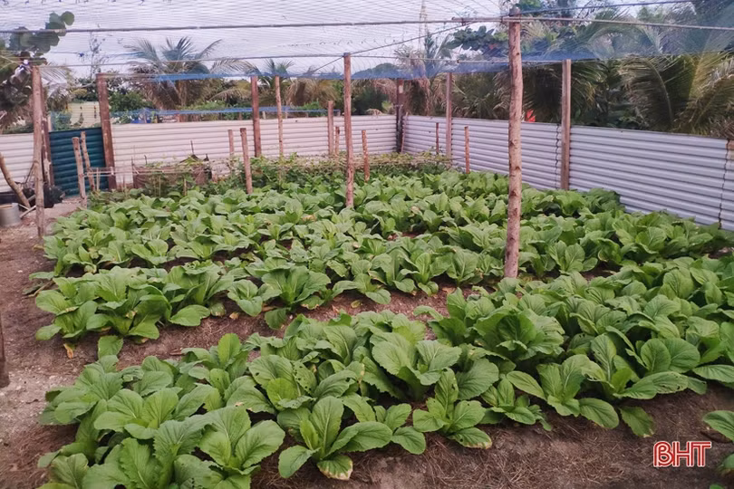Mướt mắt những vườn rau tăng gia ở Trường Sa