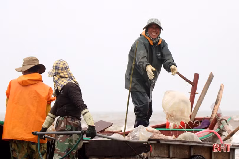 “Làng sứa lá dung” miền biển Hà Tĩnh rộn ràng vào mùa