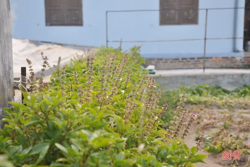 Mướt mắt những vườn rau tăng gia ở Trường Sa