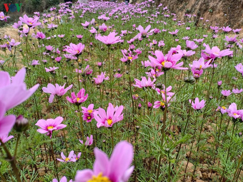 Mùa vàng hoa cải trên danh thắng ruộng bậc thang Mù Cang Chải