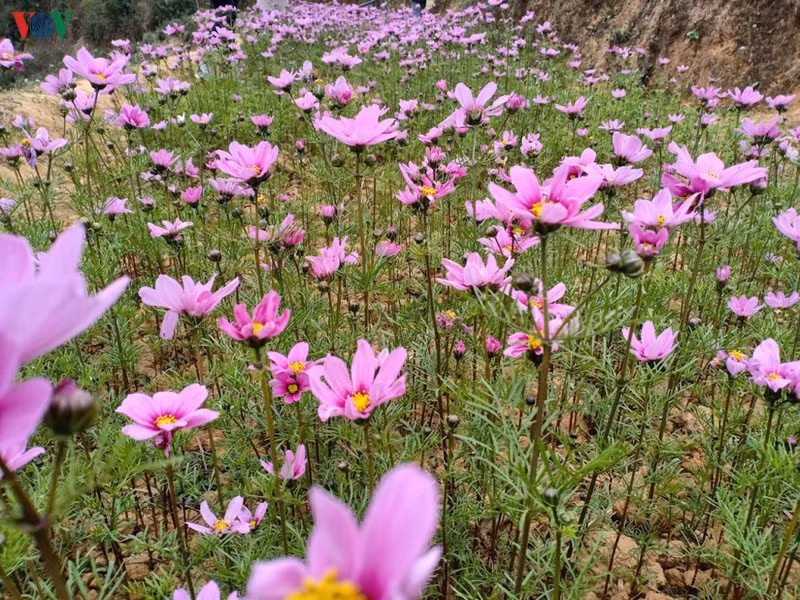 Mùa vàng hoa cải trên danh thắng ruộng bậc thang Mù Cang Chải